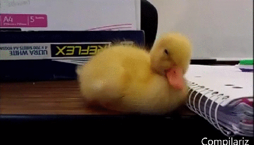 duck gif