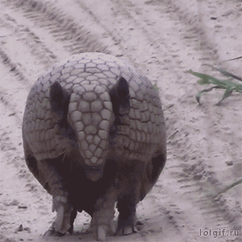 armadillo